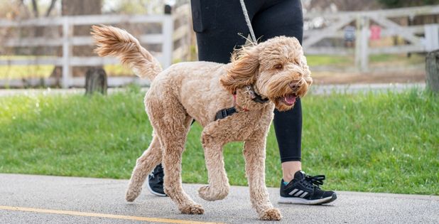 Walk dogs for people in your neighborhood